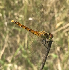 Sympetrum depressiusculum