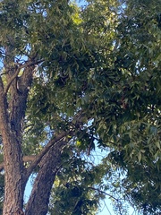 Carya illinoinensis