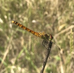 Sympetrum depressiusculum