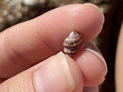 Neogastropoda