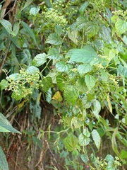 Ampelopsis glandulosa hancei