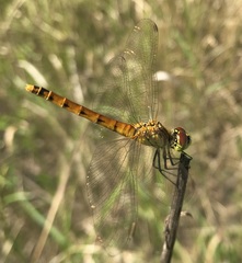 Sympetrum depressiusculum