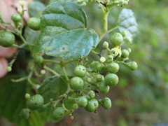 Ampelopsis glandulosa hancei