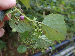 Ampelopsis glandulosa hancei