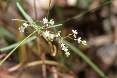 Euphorbia pubentissima