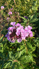 Phlox paniculata