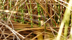 Phleocryptes melanops