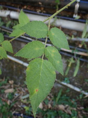 Rubus croceacanthus