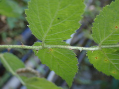 Rubus croceacanthus