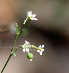 Euphorbia pubentissima