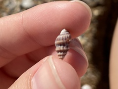 Neogastropoda