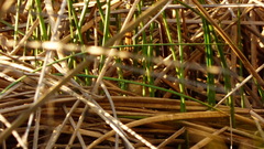 Phleocryptes melanops