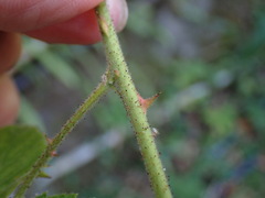 Rubus croceacanthus