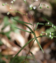 Euphorbia pubentissima