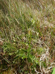 Polemonium acutiflorum