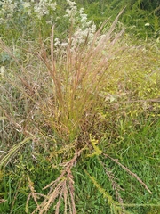 Andropogon virginicus