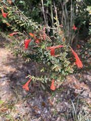 Clinopodium coccineum