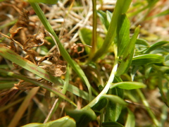 Polemonium acutiflorum