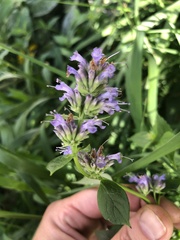 Agastache foeniculum