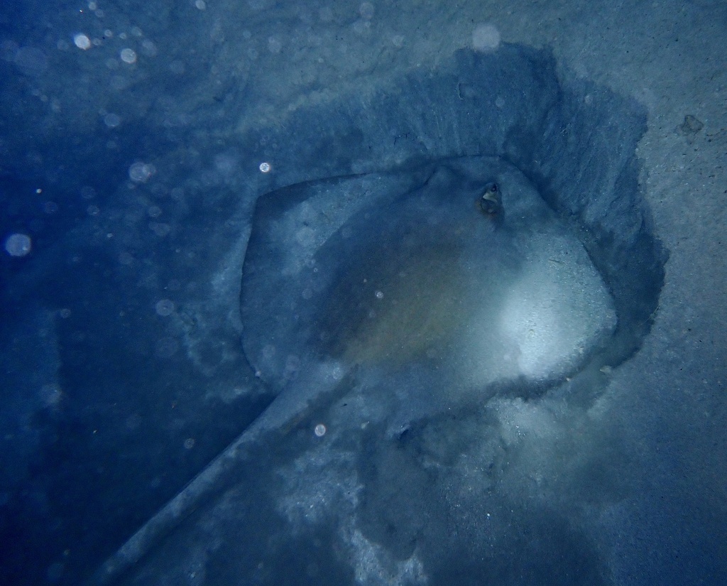 Photo of Cowtail Stingray (Pastinachus sephen)