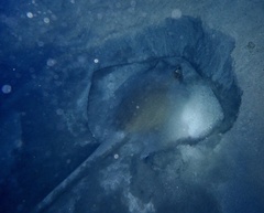Pastinachus sephen