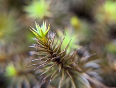 Polytrichum piliferum