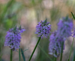 Polygala cruciata