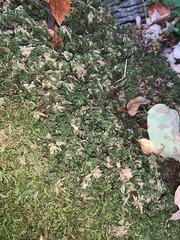 Thamnobryum alleghaniense