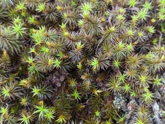 Polytrichum piliferum