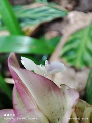 Goeppertia loeseneri