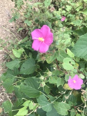 Pavonia lasiopetala