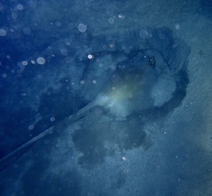 Pastinachus sephen