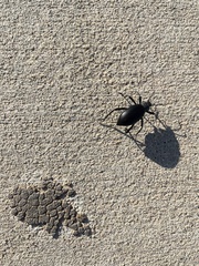 Tenebrionidae