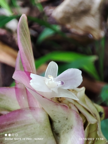 Goeppertia loeseneri