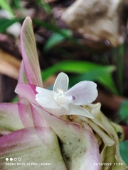 Goeppertia loeseneri