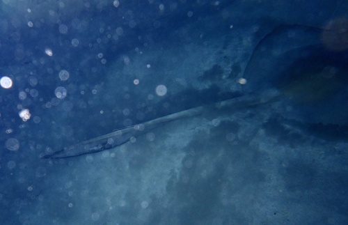 Photo of Cowtail Stingray (Pastinachus sephen)