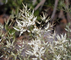 Polygonella polygama