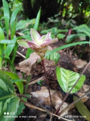 Goeppertia loeseneri