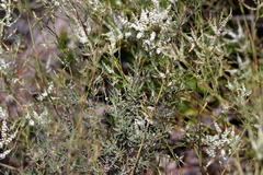 Polygonella polygama
