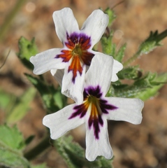 Jamesbrittenia racemosa
