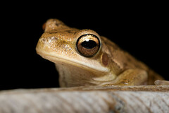 Boana pulchella