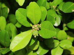 Buxus liukiuensis
