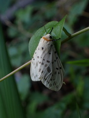 Lemyra