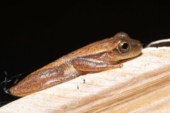 Dendropsophus sanborni