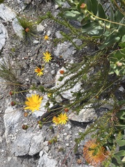 Euryops abrotanifolius