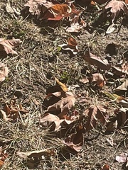 Nymphalidae
