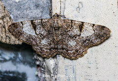 Psilalcis pallidaria