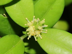 Buxus liukiuensis