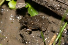 Pseudopaludicola falcipes