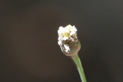 Xyridaceae